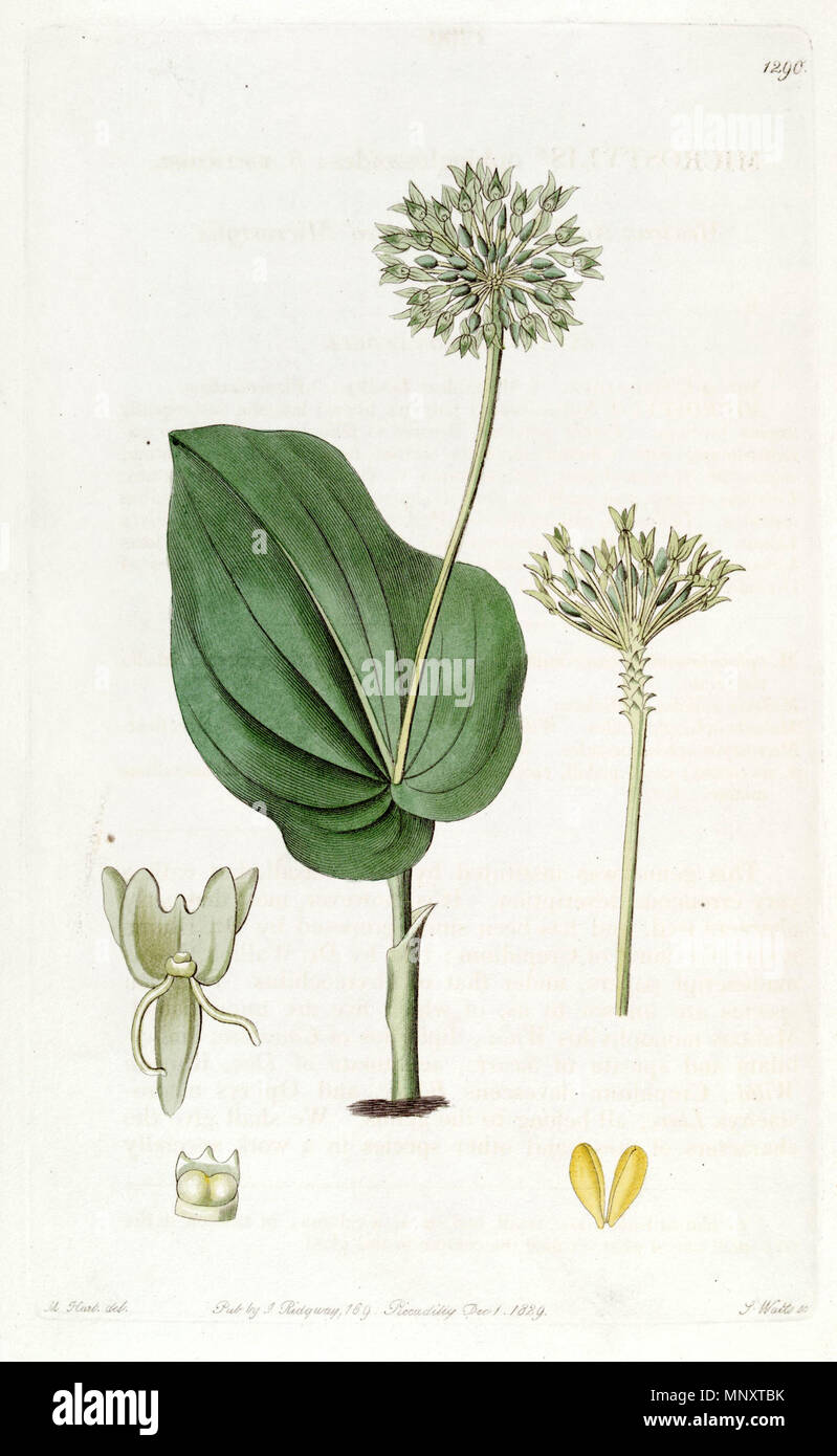 . Malaxis unifolia (as syn. Microstylis ophioglossoides) . 1829. M. Hart del., J. Watts sc. 846 Malaxis unifolia (as Microstylis ophioglossoides) - Edwards vol 15 pl 1290 (1829) Stock Photo