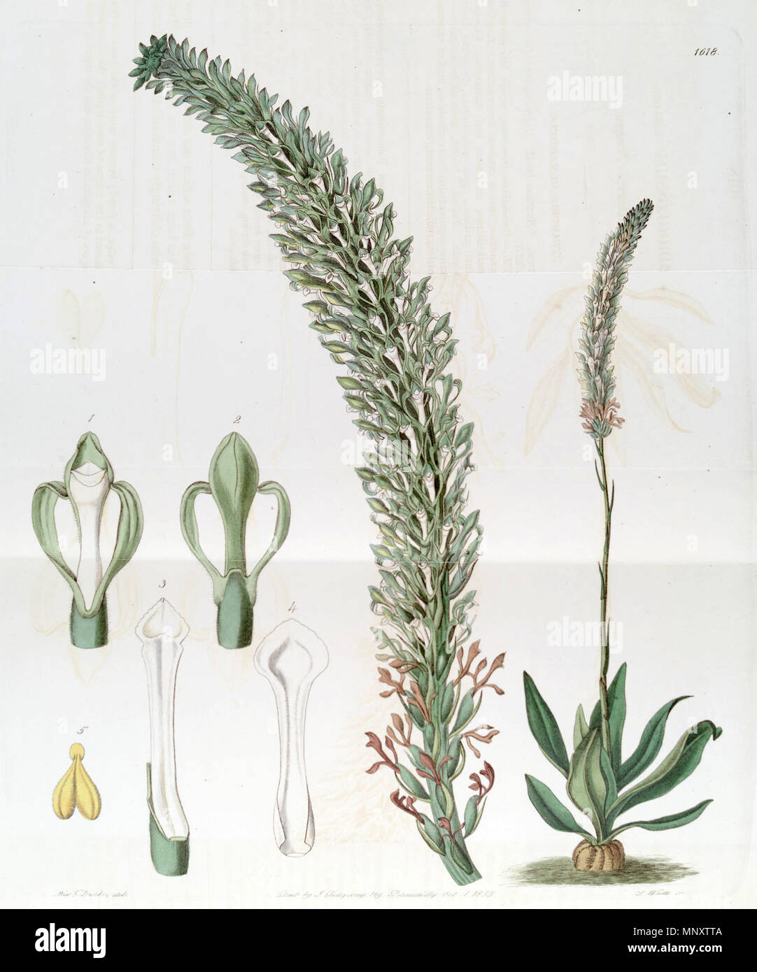 . Sauroglossum nitidum (as syn. Sauroglossum elatum) . 1833. Miss Drake (1803-1857) del., J. Watts sc. 1097 Sauroglossum nitidum (as Sauroglossum elatum) - Edwards vol 19 pl 1618 (1833) Stock Photo