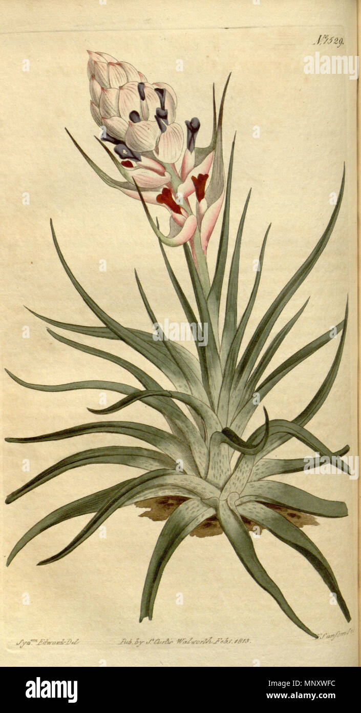 . Illustration of Tillandsia stricta . 1813. Sydenham Edwards (1768 - 1819) 1193 Tillandsia stricta - Curtis vol. 38 (1813) pl. 1529 Stock Photo