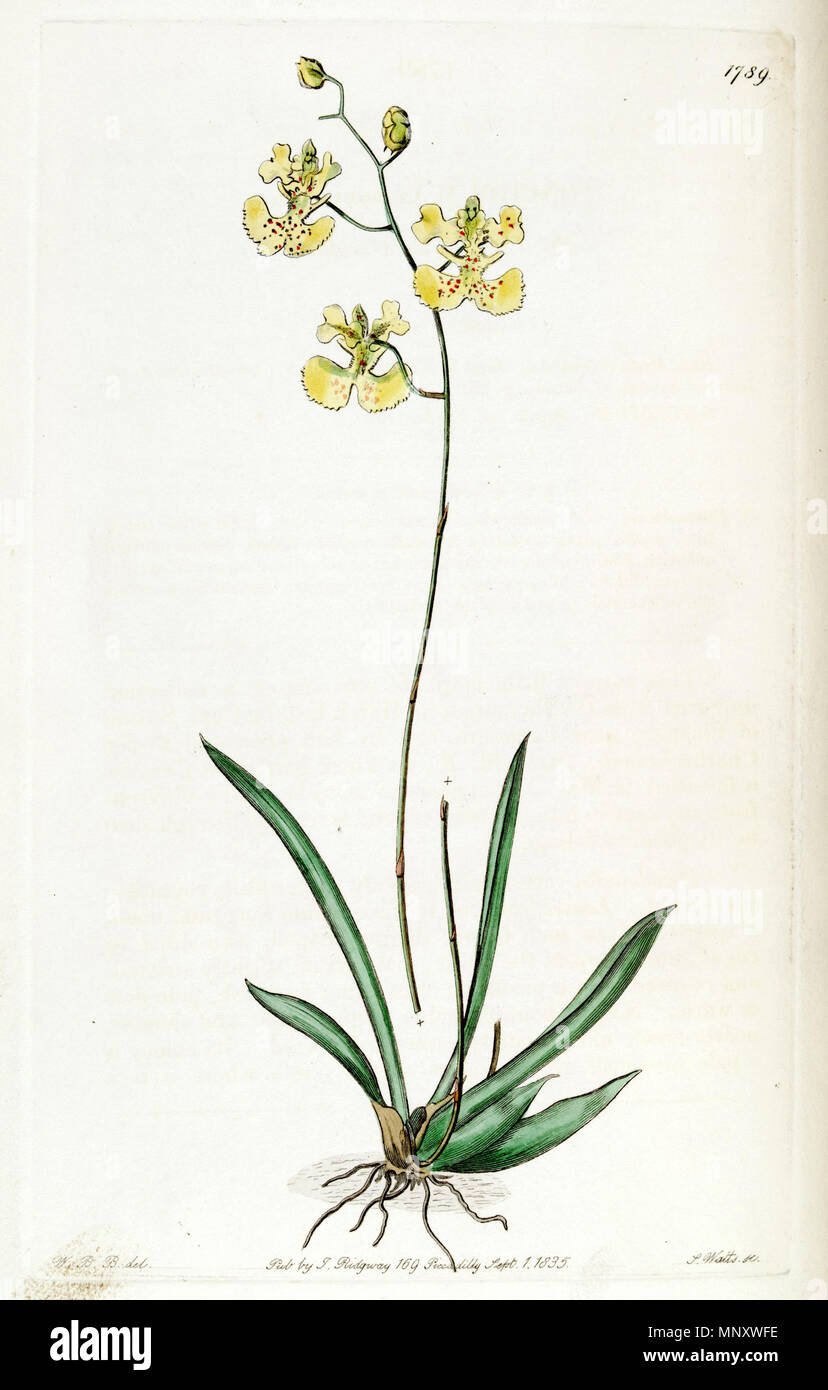 . Tolumnia guianensis (as syn. Oncidium lemonianum) . 1836. W. B. B. del., J. Watts sc. 1198 Tolumnia guianensis (as Oncidium lemonianum) - Edwards vol 21 pl 1789 (1836) Stock Photo