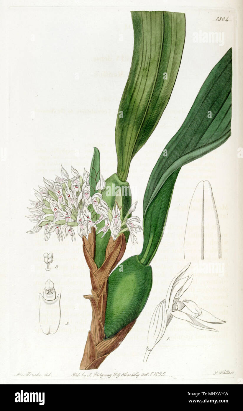 . Maxillaria densa . 1836. Miss Drake (1803-1857) del., J. Watts sc. 878 Maxillaria densa - Edwards vol 21 pl 1804 (1836) Stock Photo