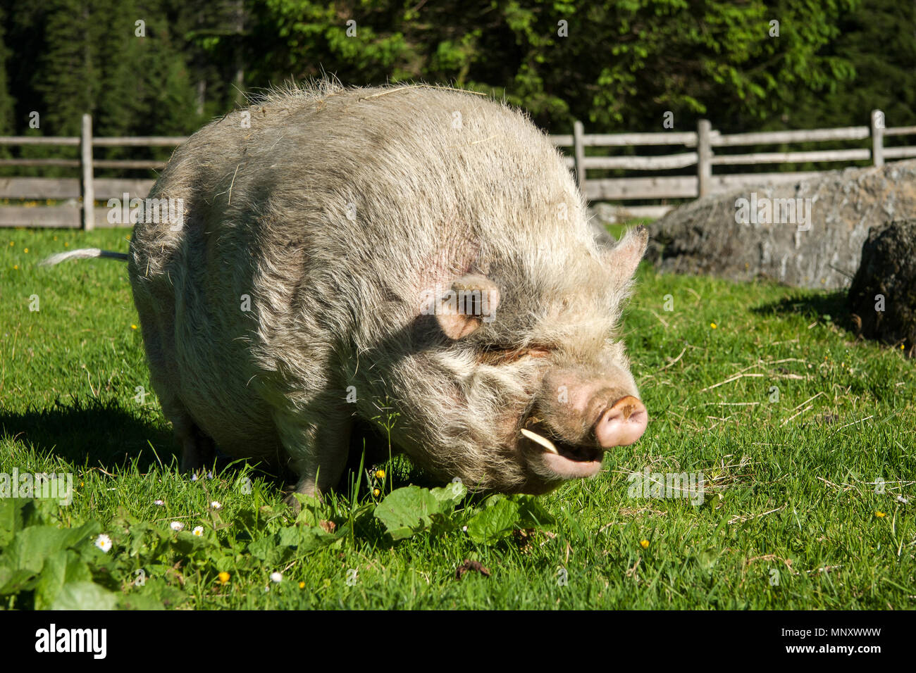 white fat pig walking on green grass outdoor in the sun Stock Photo