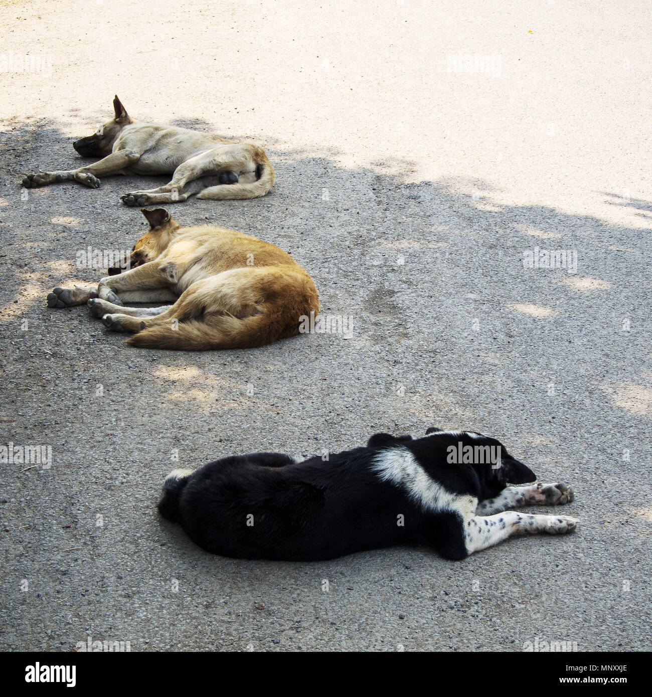 three street dogs are lying in the shadow Stock Photo