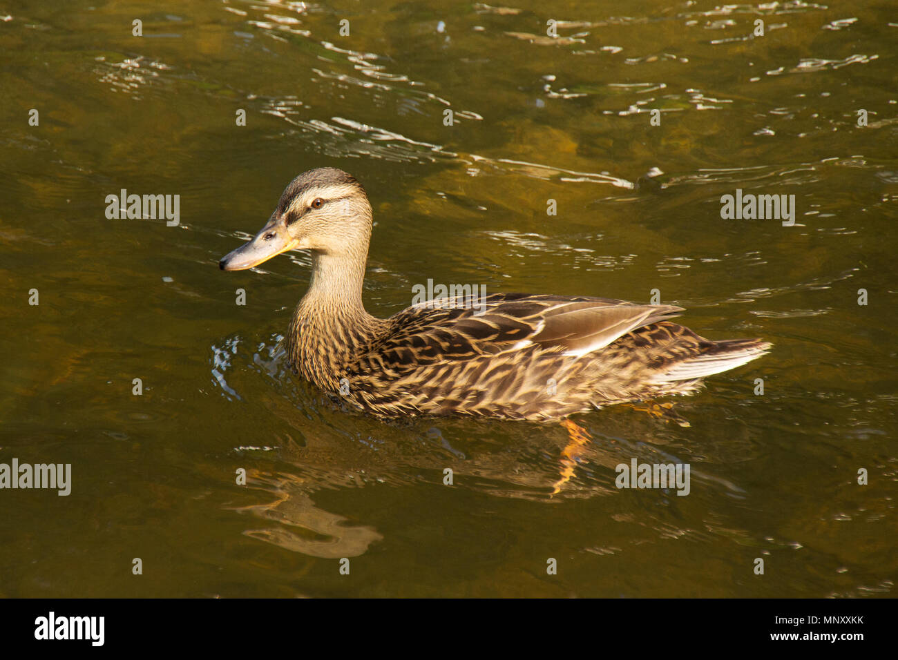 mallard duck alone free on a sunny day Stock Photo