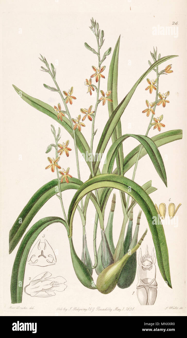 . Prosthechea ochracea (as syn. Epidendrum ochraceum) . 1838. Miss Drake (1803-1857) del. , J. Watts sc. 1031 Prosthechea ochracea (as Epidendrum ochraceum) - Edwards vol 24 (NS 1) pl 26 (1838) Stock Photo