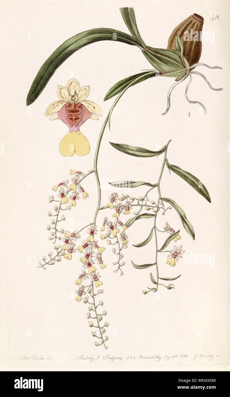 . Oncidium raniferum . 1838. Miss Drake (1803-1857) del. , G. Barclay sc. 942 Oncidium raniferum - Edwards vol 24 (NS 1) pl 48 (1838) Stock Photo