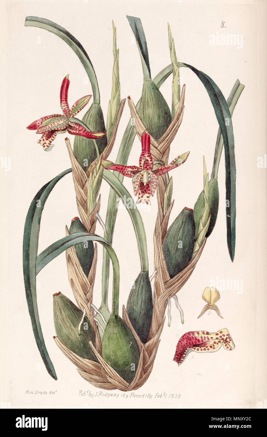 . Maxillaria tenuifolia or Maxillariella tenuifolia . 1839. Miss Drake (1803-1857) del. 878 Maxillaria tenuifolia - Edwards vol 25 (NS 2) pl 8 (1839) Stock Photo