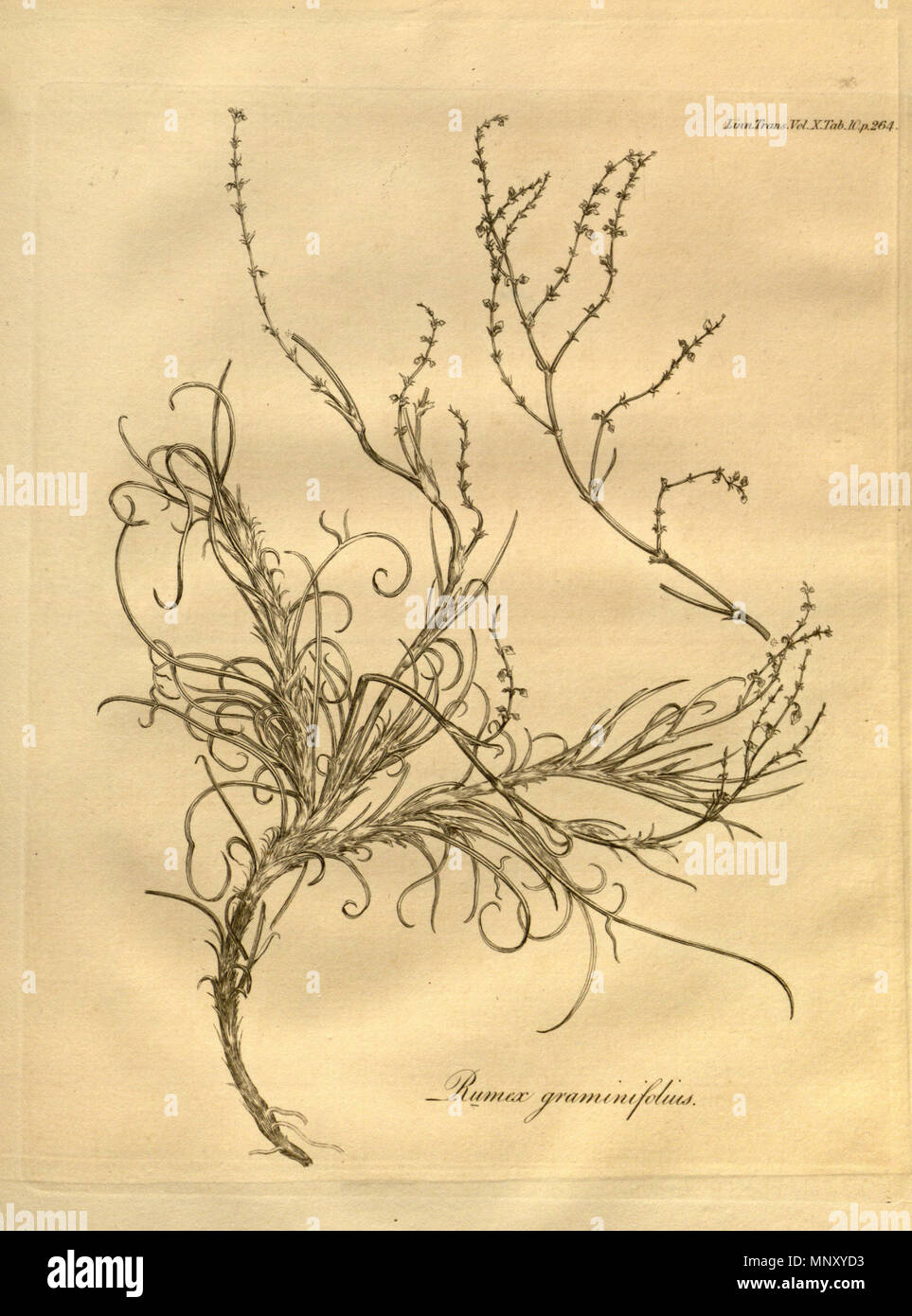 . Rumex graminifolius J.H. Rudolphi ex Lamb. on a page from Volume X of Transactions of the Linnean Society of London, published in 1811. 1811. Various 1203 Transactions of the Linnean Society of London, Volume 10 - tab. 10-original Stock Photo
