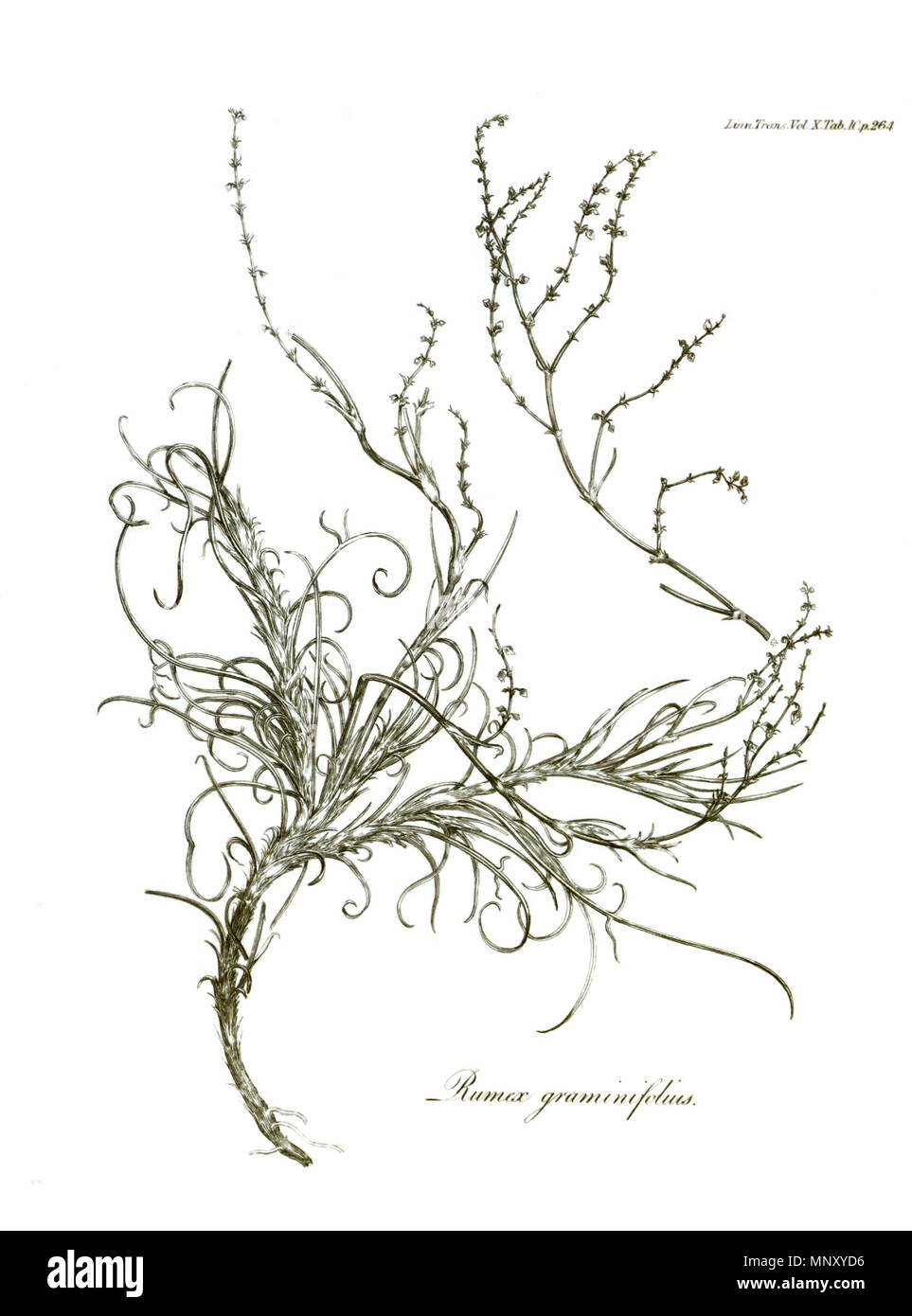 . Rumex graminifolius J.H. Rudolphi ex Lamb. on a page from Volume X of Transactions of the Linnean Society of London, published in 1811. 1811. Various 1203 Transactions of the Linnean Society of London, Volume 10 - tab. 10 Stock Photo