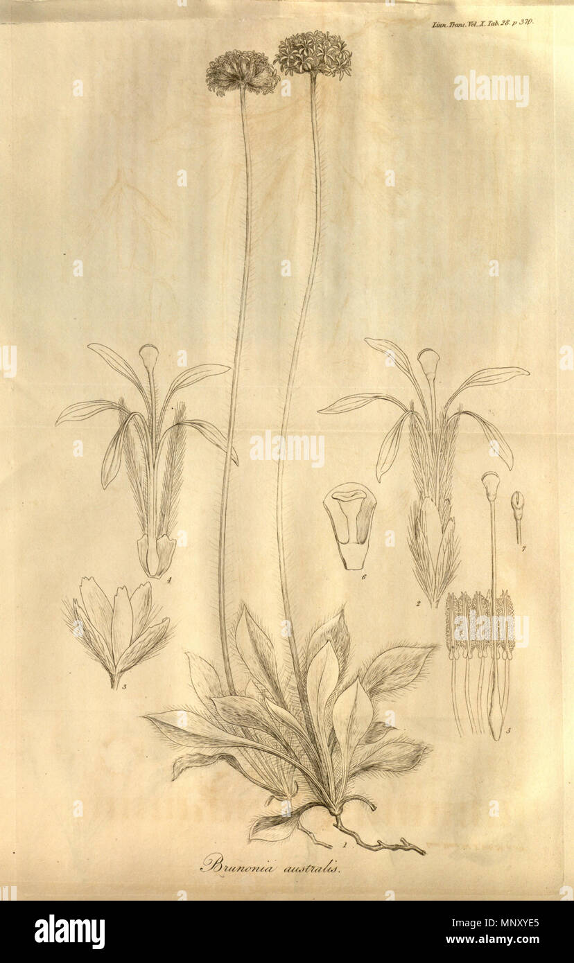 . This is Tab. 28 from Volume X of Transactions of the Linnean Society of London, published in 1811. It shows an uncoloured copper engraving by Ferdinand Bauer. The plant depicted is Brunonia australis, the sole species of Brunonia. 1811. Ferdinand Bauer 1203 Transactions of the Linnean Society of London, Volume 10 - tab. 28 Stock Photo