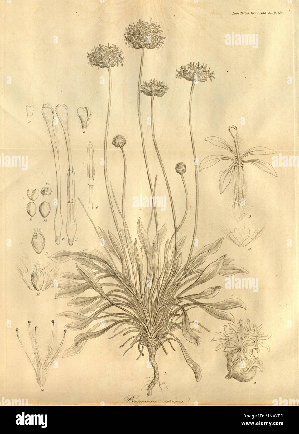 . This is Tab. 29 from Volume X of Transactions of the Linnean Society of London, published in 1811. It is an uncoloured copper plate executed by Ferdinand Bauer. The plant depicted is nominally Brunonia sericea, but this has since been relegated to a synonym of Brunonia australis. 1811. Ferdinand Bauer 1203 Transactions of the Linnean Society of London, Volume 10 - tab. 29 Stock Photo