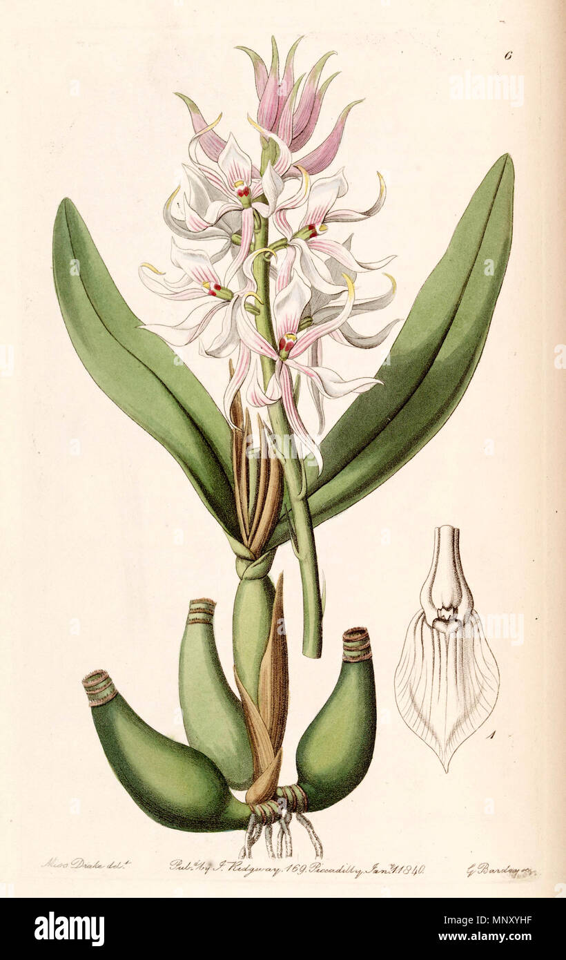 . Prosthechea glumacea (as syn. Epidendrum glumaceum) . 1840. Miss Drake (1803-1857) del. , G. Barclay sc. 1031 Prosthechea glumacea (as Epidendrum glumaceum) - Edwards vol 26 (NS 3) pl 6 (1840) Stock Photo