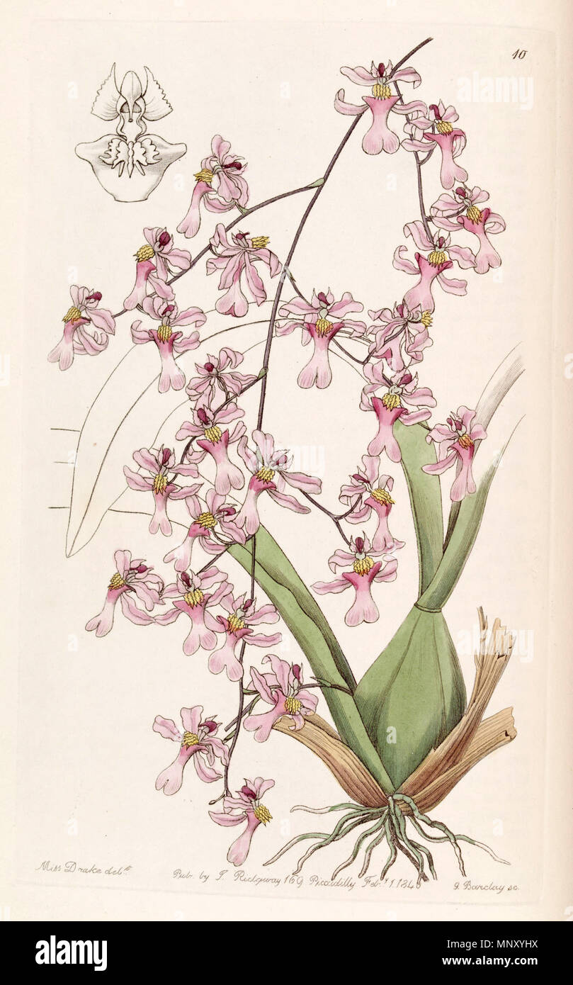 . Oncidium ornithorhynchum . 1840. Miss Drake (1803-1857) del. , G. Barclay sc. 942 Oncidium ornithorhynchum - Edwards vol 26 (NS 3) pl 10 (1840) Stock Photo