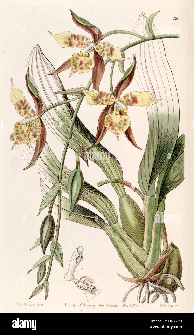 . Rhynchostele maculata (as syn. Odontoglossum maculatum) . 1840. Miss Drake (1803-1857) del. , G. Barclay sc. 1059 Rhynchostele maculata (as Odontoglossum maculatum) - Edwards vol 26 (NS 3) pl 30 (1840) Stock Photo