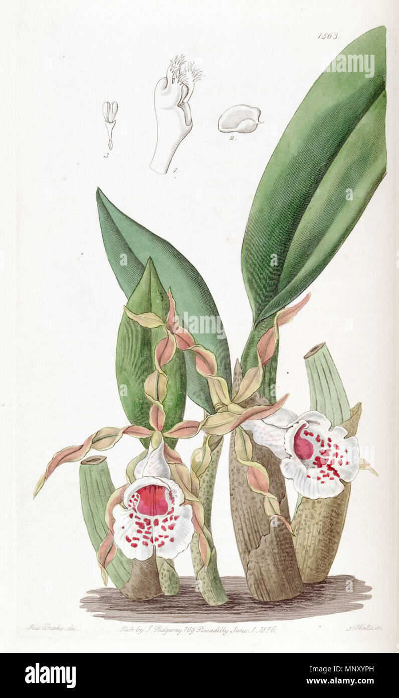 . Trichopilia tortilis . 1836. Miss Drake (1803-1857) del., J. Watts sc. 1204 Trichopilia tortilis - Edwards vol 22 pl 1863 (1836) Stock Photo