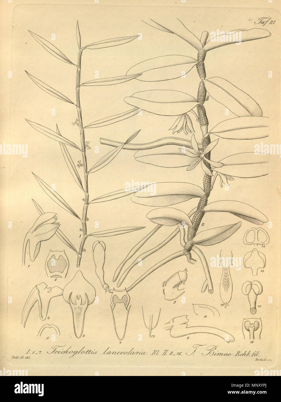 . Illustration of I, 1-7. Trichoglottis lanceolaria II, 8-16 Trichoglottis bimae . 1874.   Heinrich Gustav Reichenbach  (1824–1889)      Alternative names Rchb.f.  Description German-Saxon botanist, pteridologist, ornithologist and university teacher  Date of birth/death 3 January 1824 6 May 1889  Location of birth/death Dresden Hamburg  Work location Leipzig  Authority control  : Q62820 VIAF: 77066171 ISNI: 0000 0000 8396 1069 LCCN: n79125882 NLA: 35749194 Botanist: Rchb.f. WorldCat 1204 Trichoglottis lanceolaria - Trichoglottis bimae - Xenia 2 pl 117 Stock Photo