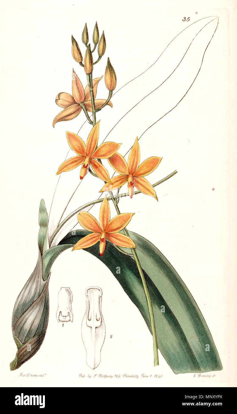. Prosthechea vitellina (as syn. Epidendrum vitellinum ) . 1840. Miss Drake (1803-1857) del. , G. Barclay sc. 1031 Prosthechea vitellina (as Epidendrum vitellinum ) - Edwards vol 26 (NS 3) pl 35 (1840) Stock Photo