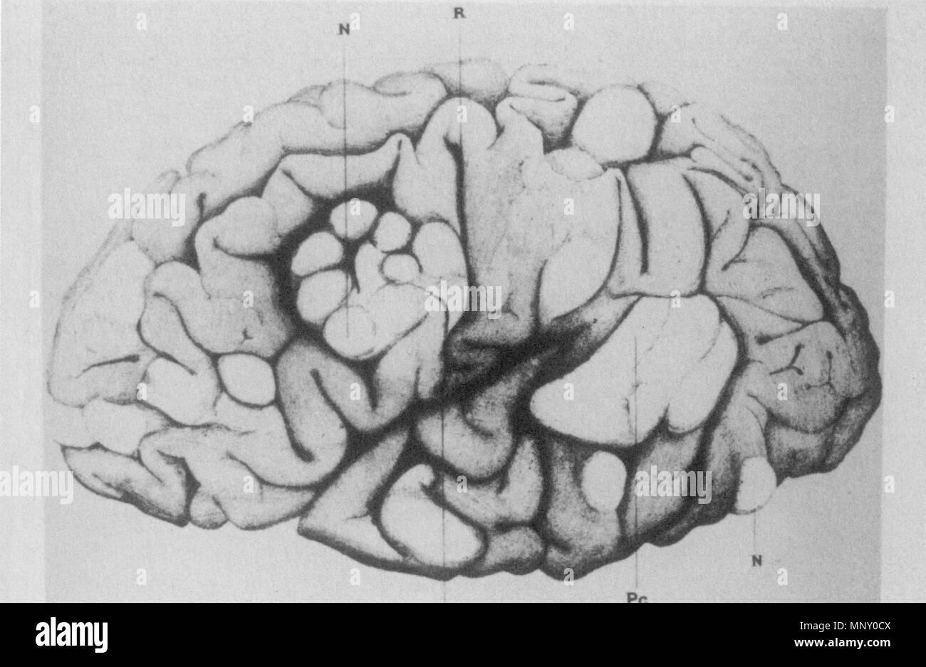 Circonvolutions hi-res stock photography and images - Alamy