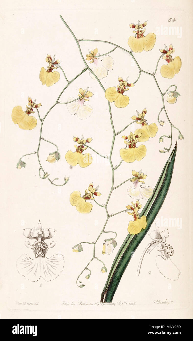 . Tolumnia urophylla (as syn. Oncidium urophyllum) . 1842. Miss Drake (1803-1857) del. , G. Barclay sc. 1198 Tolumnia urophylla (as Oncidium urophyllum) - Edwards vol 28 (NS 5) pl 54 (1842) Stock Photo