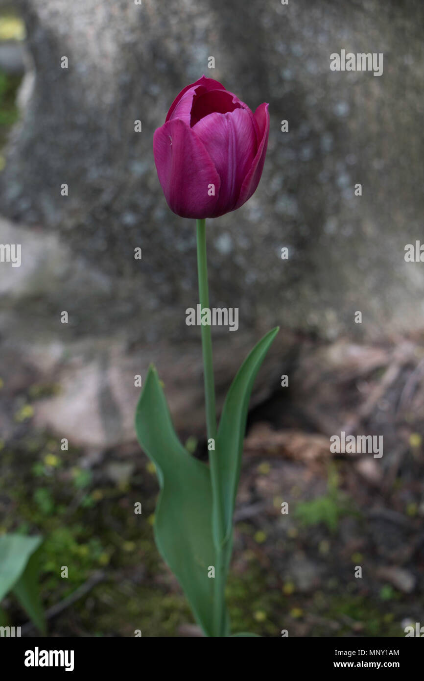 Purple tulip blooming in the spring with blurred background and nice bokeh Stock Photo