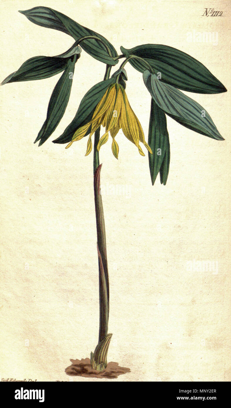 . English: Uvularia grandiflora . 1808. Sydenham Edwards (d. 1819) 1217 Uvularia grandiflora CBM Stock Photo