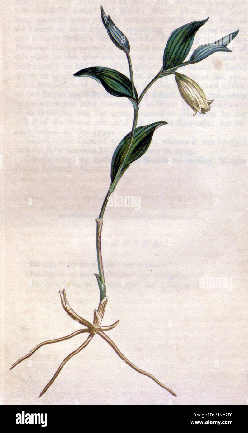 . English: Uvularia sessilifolia . 1811. Sydenham Edwards (d. 1819) 1217 Uvularia sessilifolia CBM Stock Photo