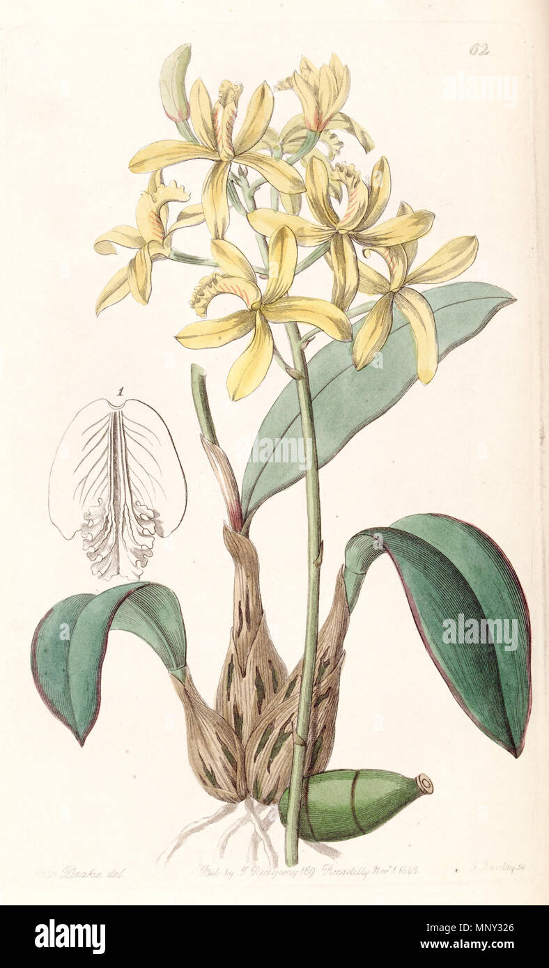 . Sophronitis crispata (as syn. Laelia flava) . 1842. Miss Drake (1803-1857) del. , G. Barclay sc. 1133 Sophronitis crispata (as Laelia flava) - Edwards vol 28 (NS 5) pl 62 (1842) Stock Photo