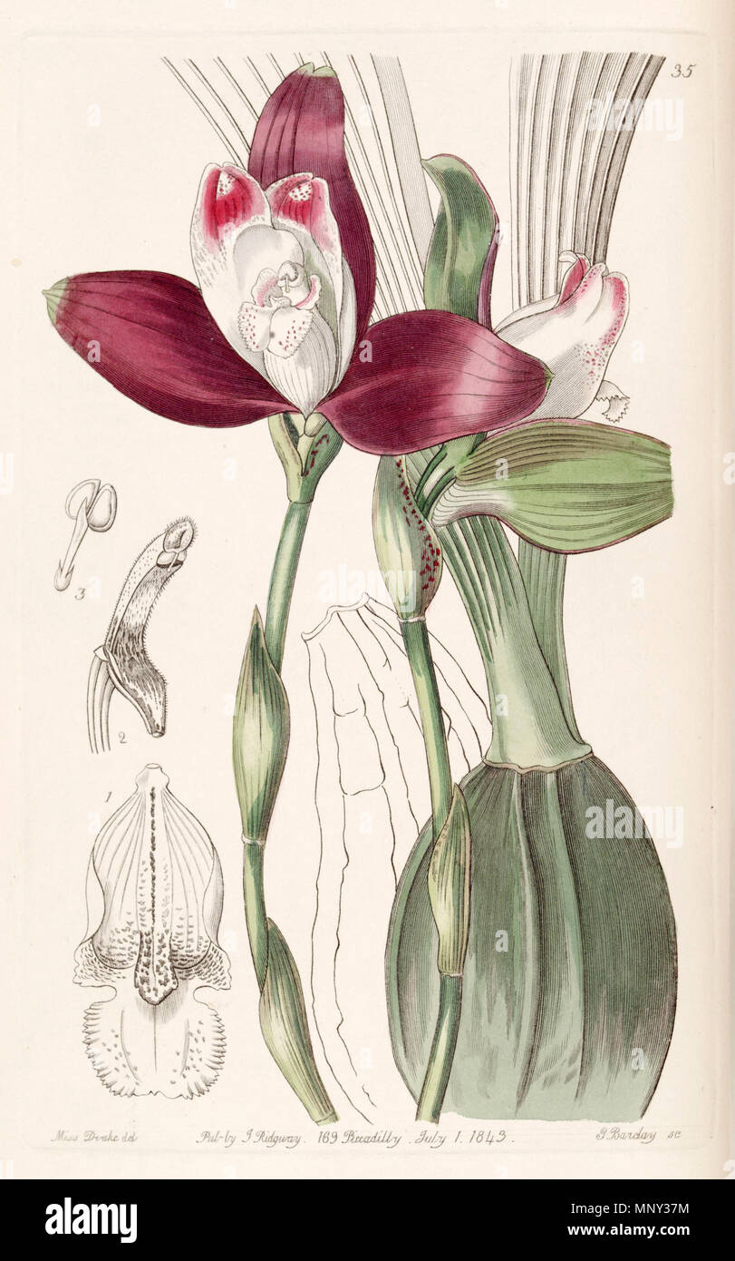 . Lycaste macrophylla (as syn. Lycaste plana) . 1843. Miss Drake (1803-1857) del. , G. Barclay sc. 835 Lycaste macrophylla (as Lycaste plana) - Edwards vol 29 (NS 6) pl 35 (1843) Stock Photo