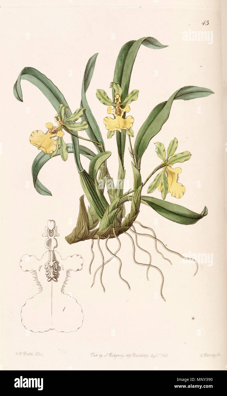 . Oncidium uniflorum . 1843. W. B. Booth (1804-1874) del. , G. Barclay sc. 942 Oncidium uniflorum - Edwards vol 29 (NS 6) pl 43 (1843) Stock Photo