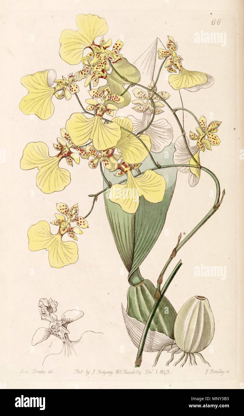 . Oncidium bicolor . 1843. Miss Drake (1803-1857) del. , G. Barclay sc. 942 Oncidium bicolor - Edwards vol 29 (NS 6) pl 66 (1843) Stock Photo