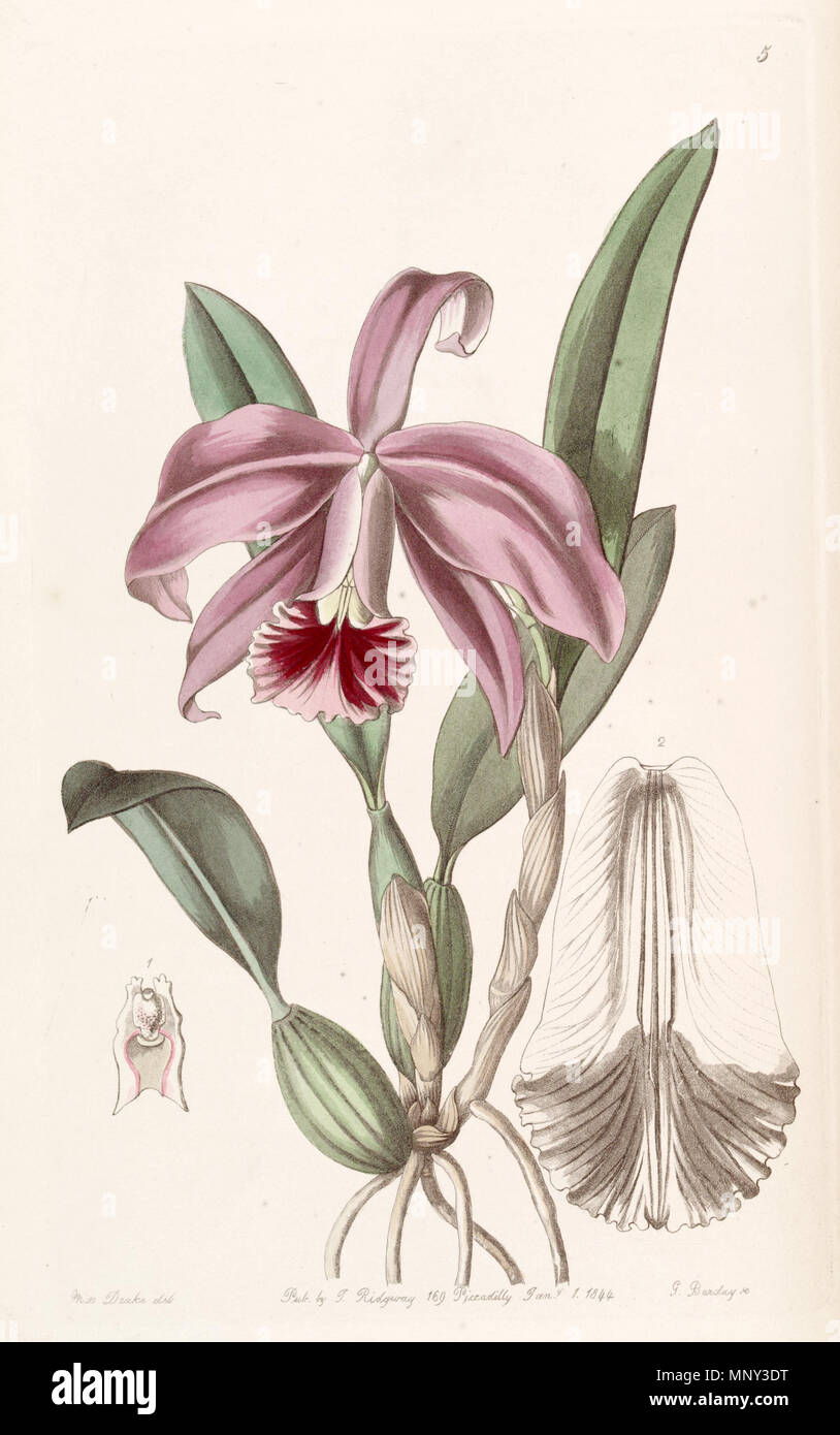. Sophronitis pumila (as syn. Cattleya pumila) . 1844. Miss Drake (1803-1857) del. , G. Barclay sc. 1133 Sophronitis pumila (as Cattleya pumila) - Edwards vol 30 (NS 7) pl 5 (1844) Stock Photo