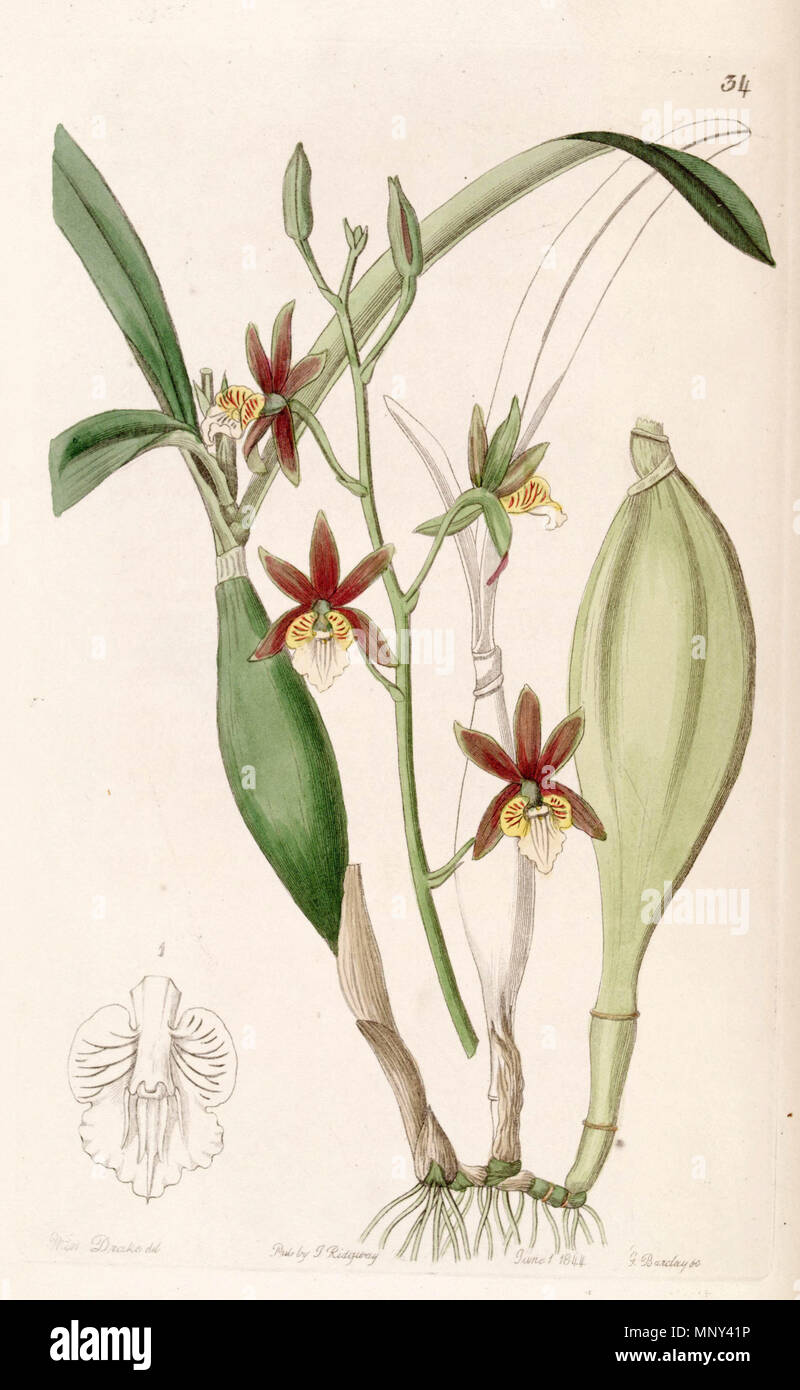 . Prosthechea pterocarpa (as syn. Epidendrum pterocarpum ) . 1844. Miss Drake (1803-1857) del. , G. Barclay sc. 1031 Prosthechea pterocarpa (as Epidendrum pterocarpum ) - Edwards vol 30 (NS 7) pl 34 (1844) Stock Photo