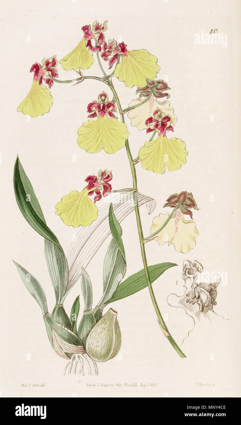 . Oncidium spilopterum . 1845. Miss Drake (1803-1857) del. , G. Barclay sc. 942 Oncidium spilopterum - Edwards vol 31 (NS 8) pl 40 (1845) Stock Photo