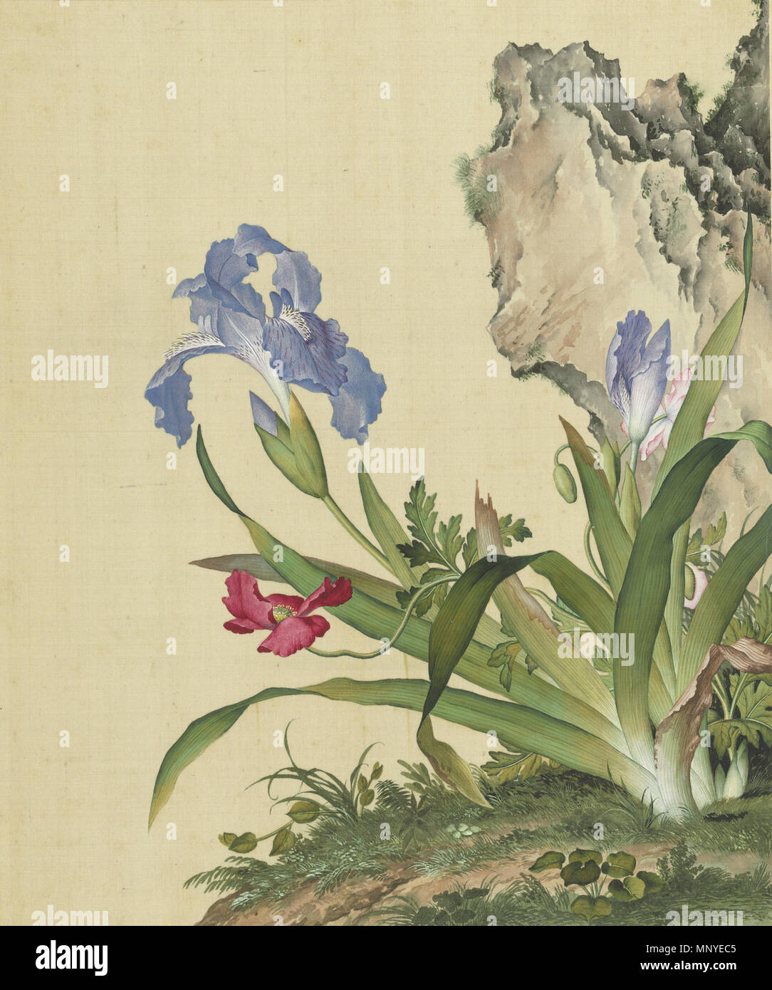 English Picture Of Iris And Papaver From Xian E Changchun Album 中文 仙萼長春冊 石竹圖 Between 1722 And 1735 1275 Xian E Changchun Album 16 Stock Photo Alamy