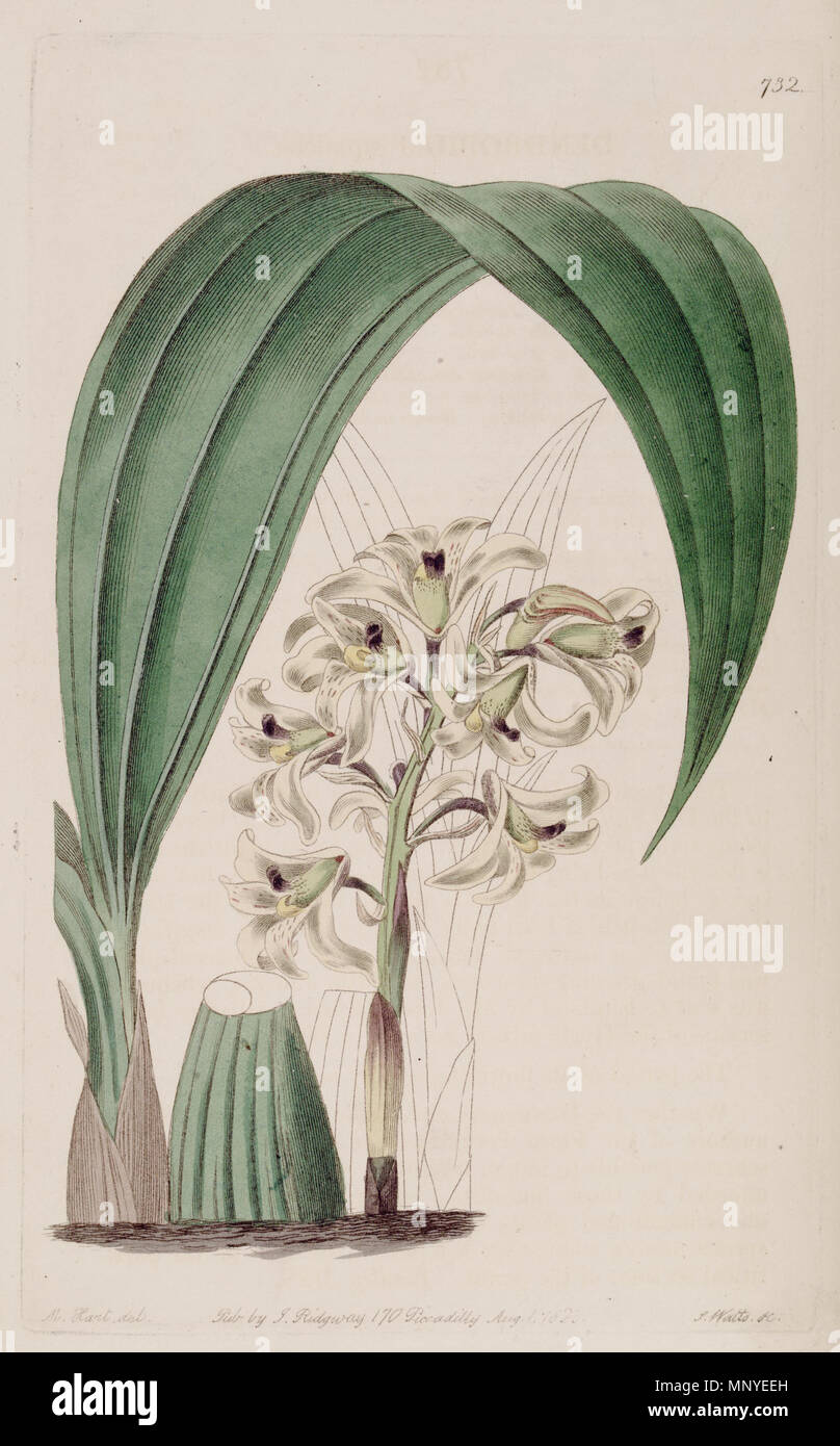 . Illustration of Xylobium squalens (as syn. Dendrobium squalens) . 1823. Designer:M. Hart - Engraver: J. Watts 1277 Xylobium squalens (as Dendrobium squalens) - Bot. Reg. 9 pl. 732 (1823) Stock Photo