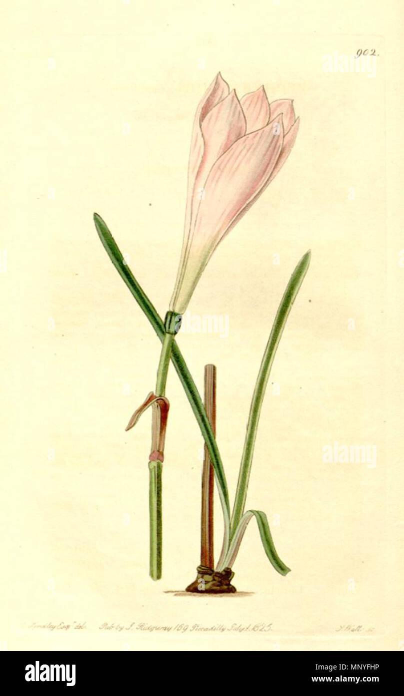 . Illustration of Zephyranthes minuta . 1825. Sydenham Edwards (1768-1819) 1282 Zephyranthes grandiflora Stock Photo