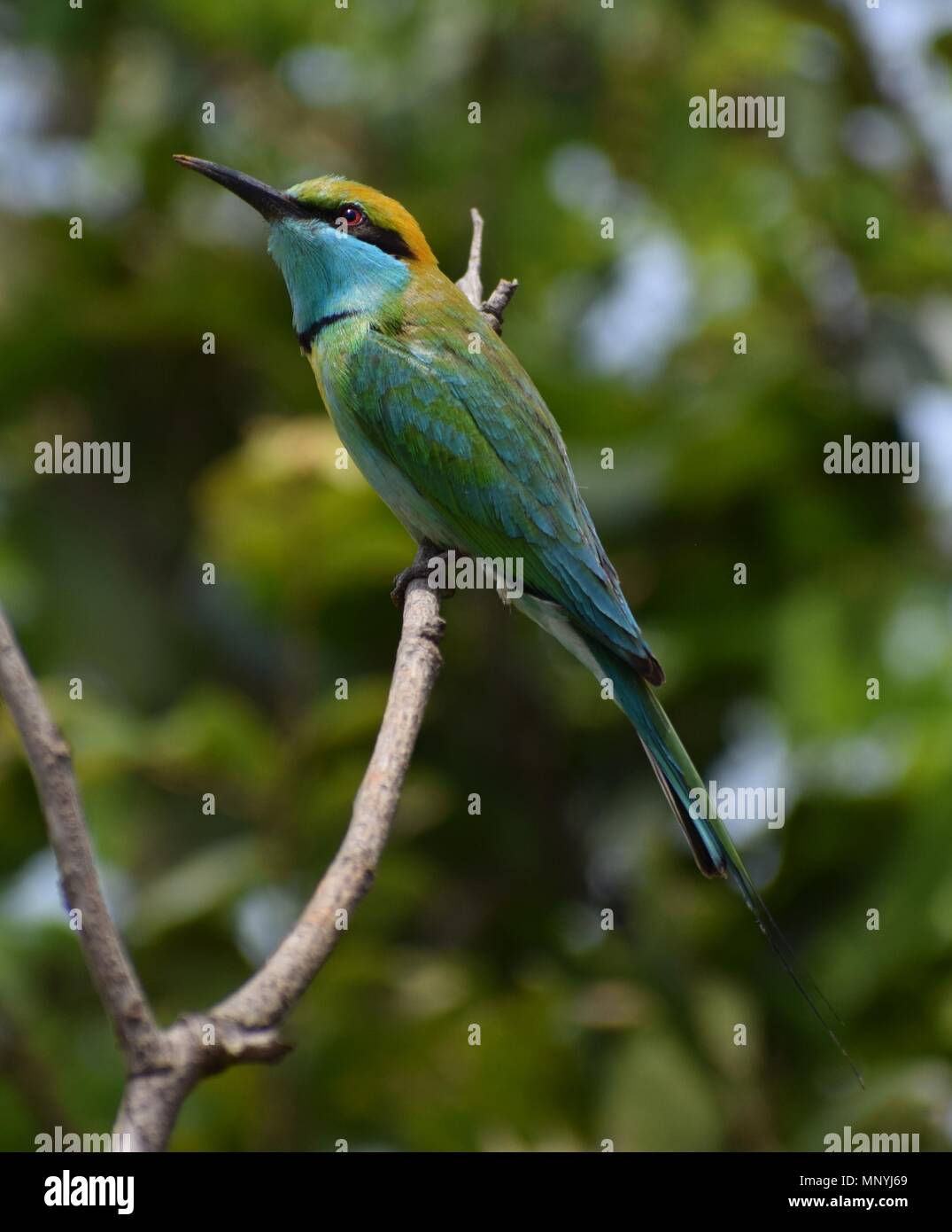 Green bee eater in sri lanka hi-res stock photography and images - Alamy