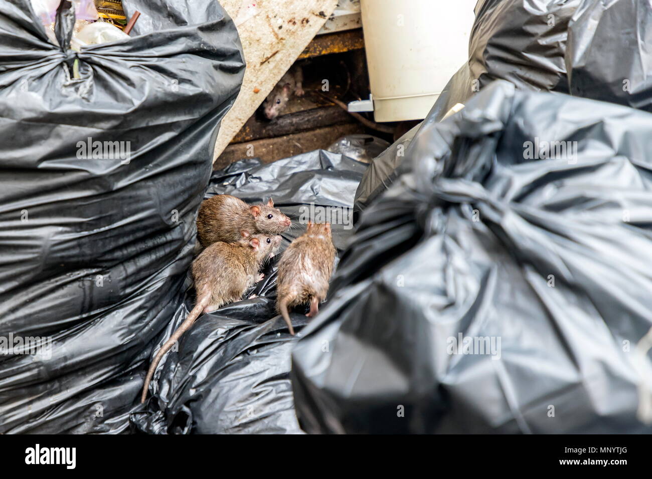 House mice hires stock photography and images Alamy