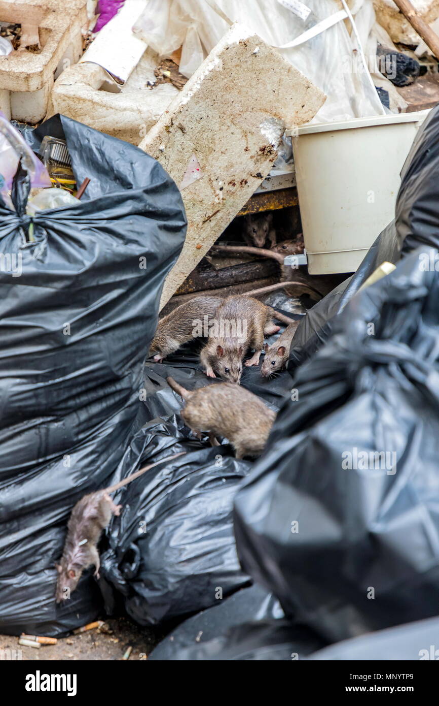 Mouse garbage hires stock photography and images Alamy