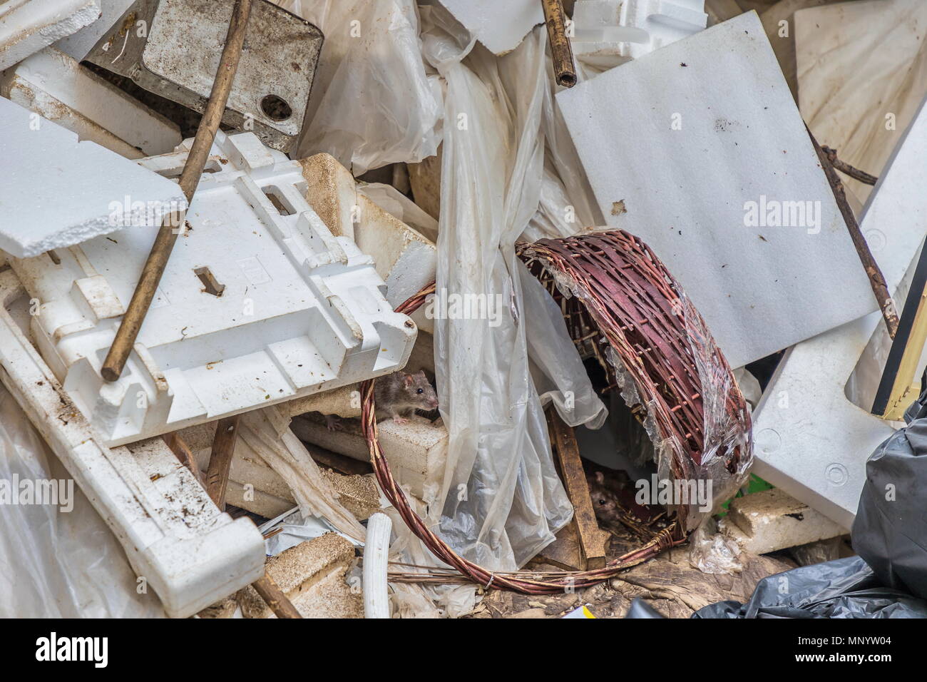 Mouse garbage hires stock photography and images Alamy