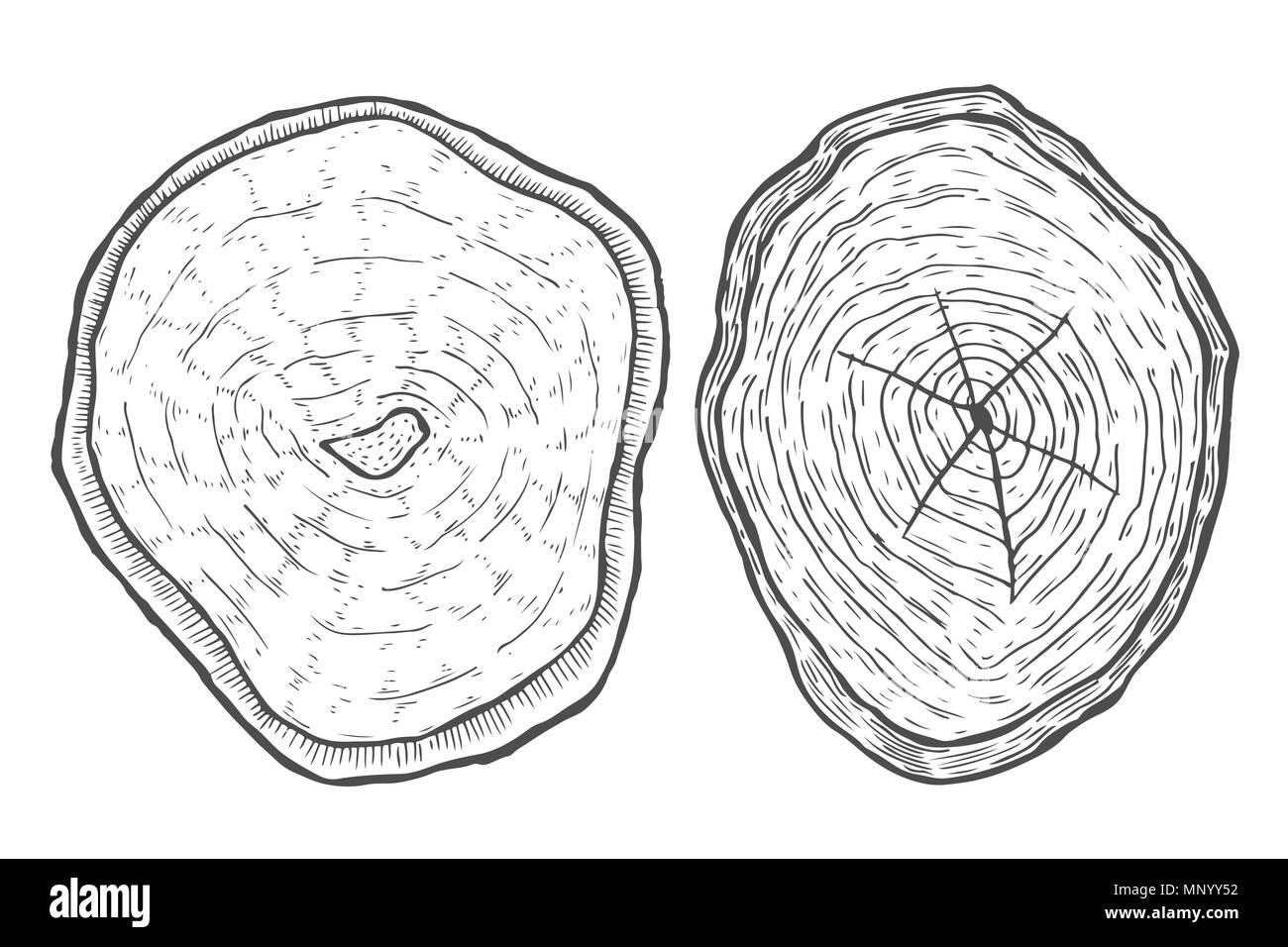 Set of Hand drawn illustration of wood saw cut. Highly detailed ink art in engraved style Stock