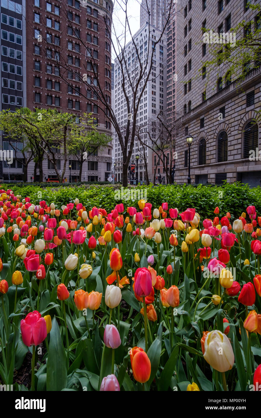 Multicolored tulipan flowers and vegetation against urban skyline Stock Photo
