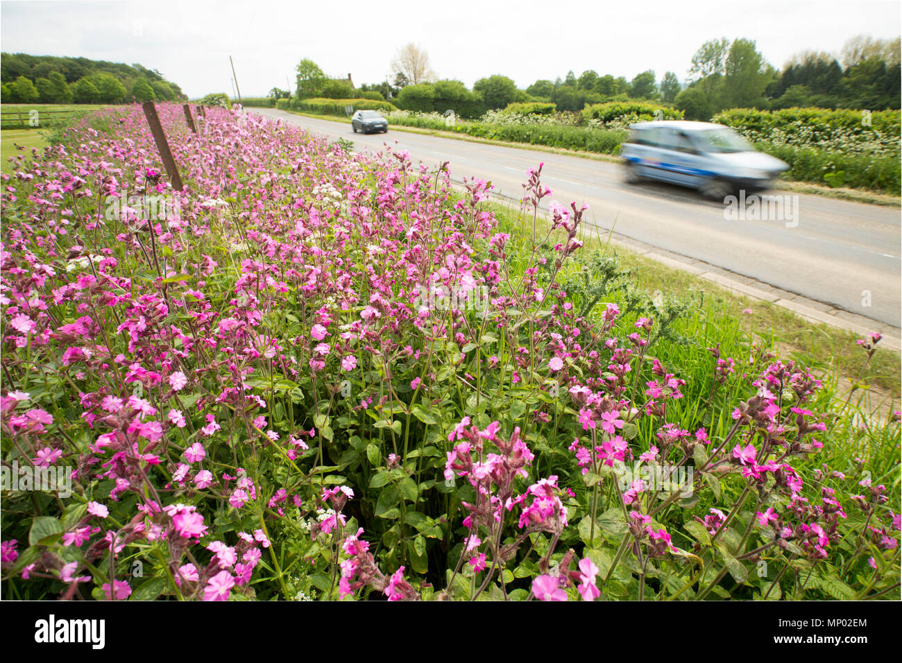 Red campion, Silene dioica, growing on a roadside verge near Sturminster Newton in Dorset England UK GB Stock Photo