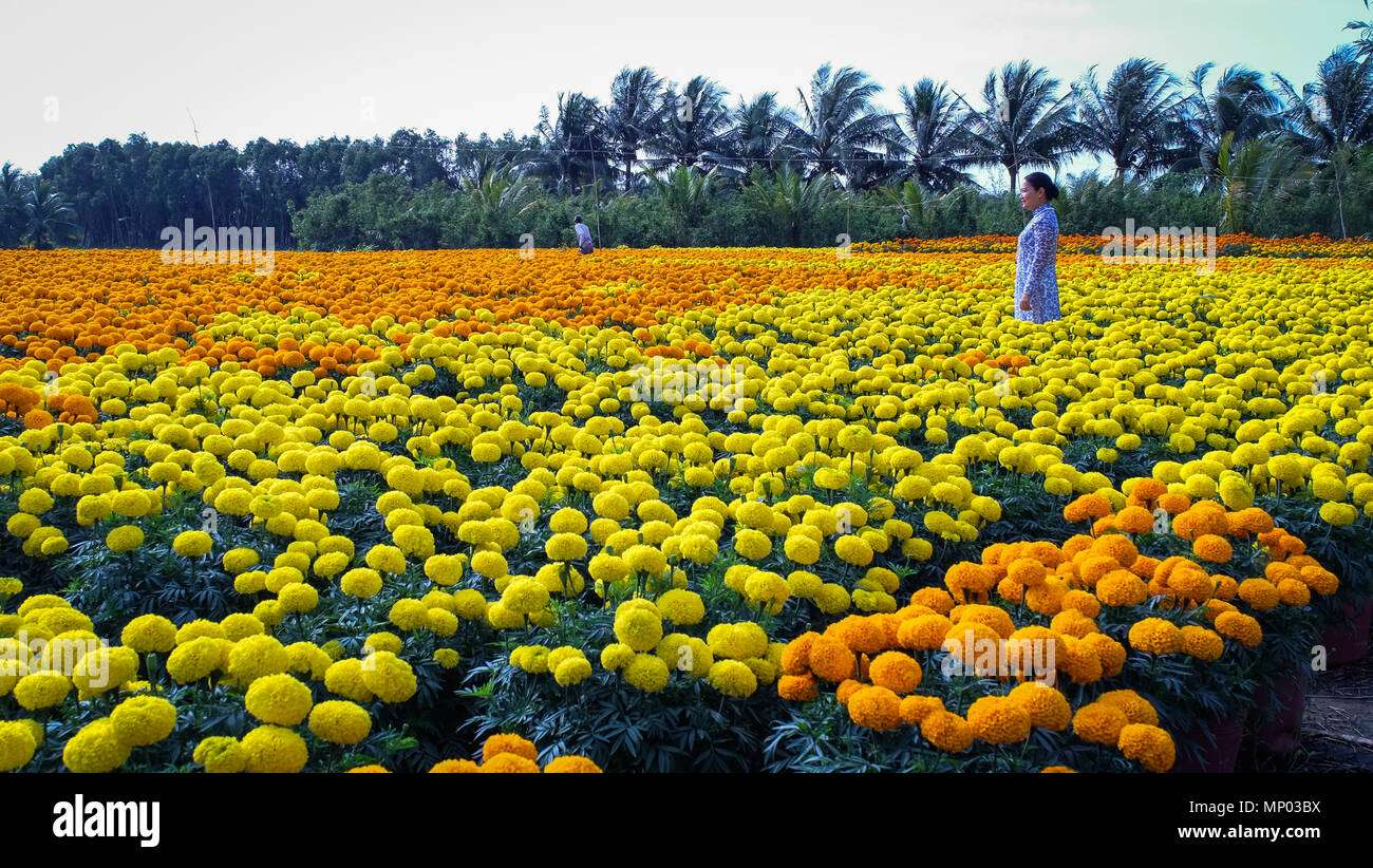 Can Tho, Vietnam - Jan 31, 2016. People working on flower field at spring time in Can Tho, Vietnam. Stock Photo