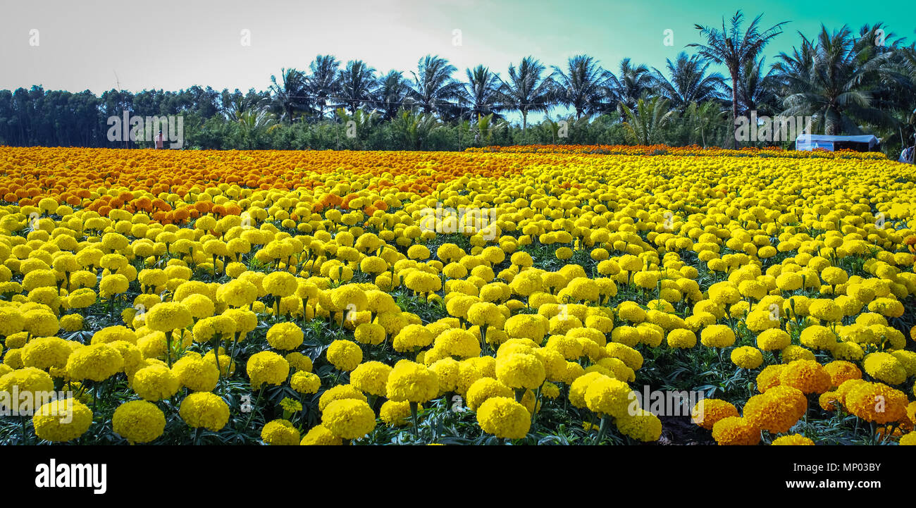 Flower field at spring time in Can Tho, Vietnam. Stock Photo