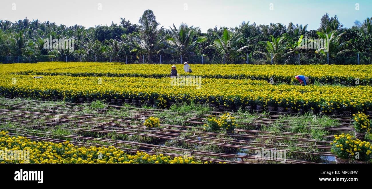 Can Tho, Vietnam - Jan 31, 2016. Farmers working on flower field at spring time in Can Tho, Vietnam. Stock Photo