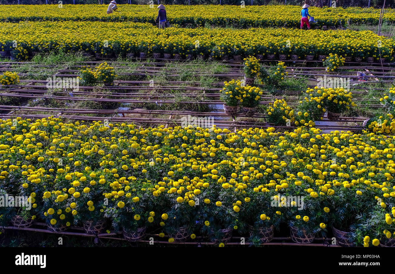 Flower field at spring time in Can Tho, Vietnam. Stock Photo