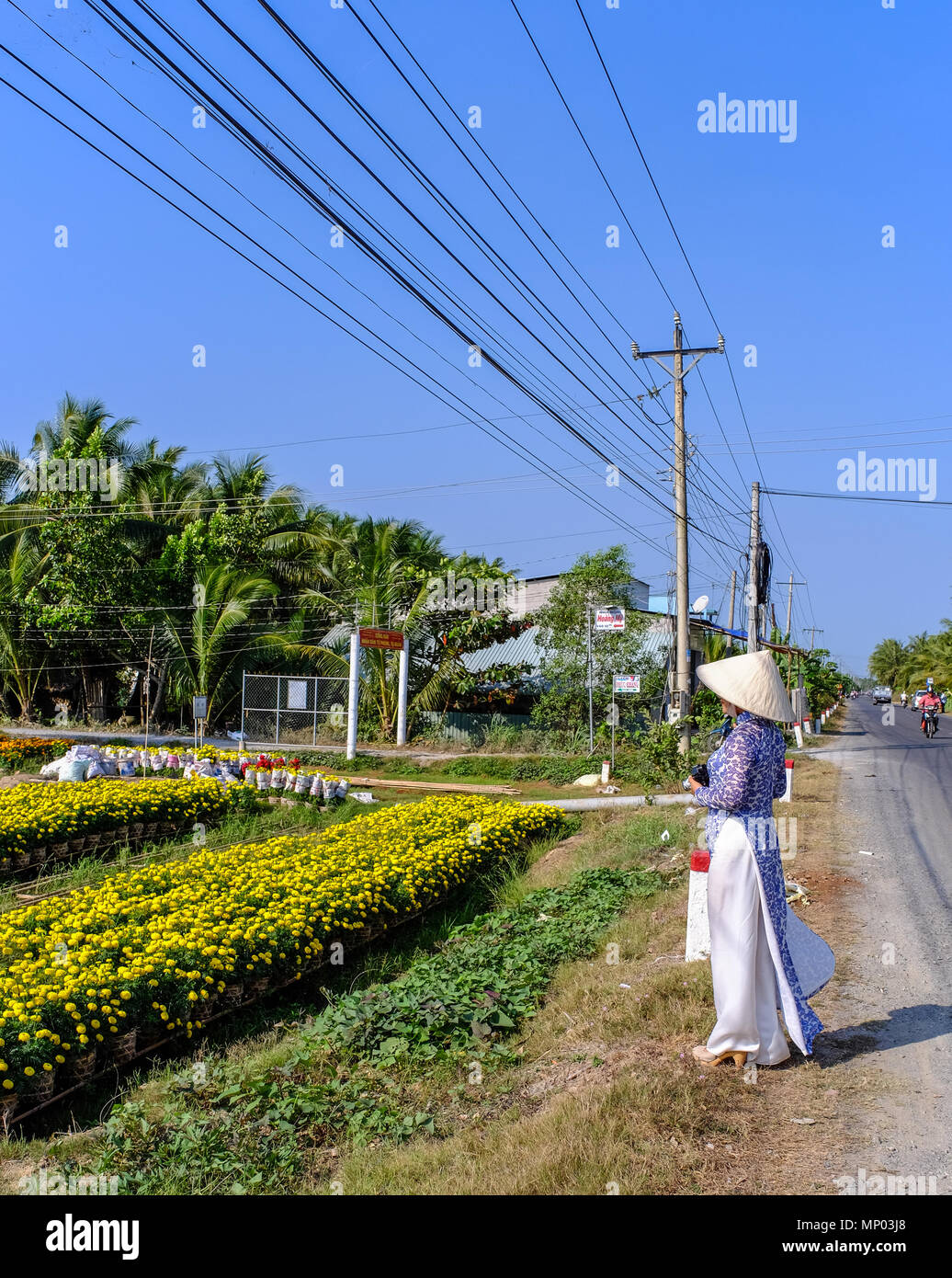 Can Tho, Vietnam - Jan 31, 2016. A woman standing on flower field at spring time in Can Tho, Vietnam. Stock Photo