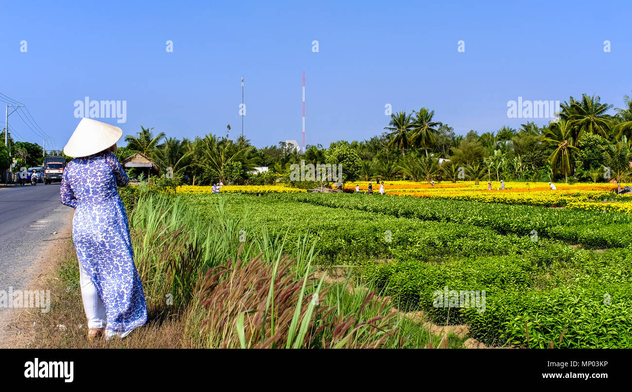 Can Tho, Vietnam - Jan 31, 2016. A woman looking at the flower field at spring time in Can Tho, Vietnam. Stock Photo