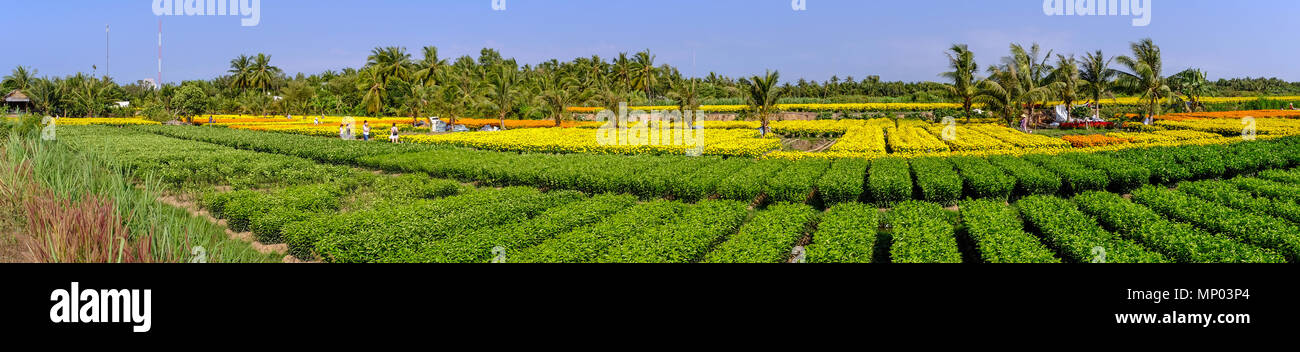 Panorama view of flower field in Mekong Delta, Vietnam. Stock Photo